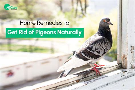 natural way to get rid of pigeons