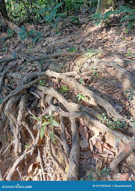 naturally exposed 13