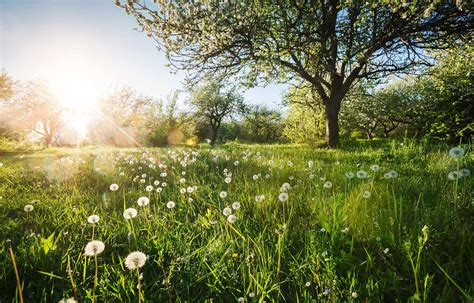 nature finding renewal
