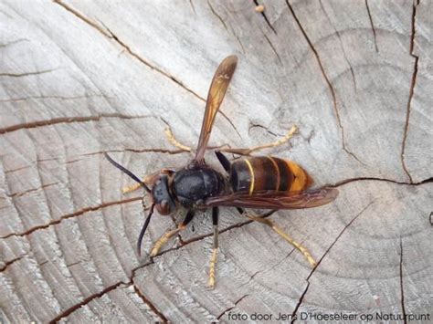 natuurlijke vijand aziatische hoornaar