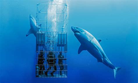 Nautilus Shark Diving