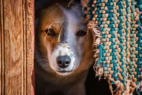 navajo nation animal rescue