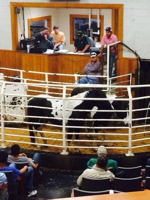 navasota cattle auction prices