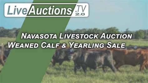 navasota livestock auction market report