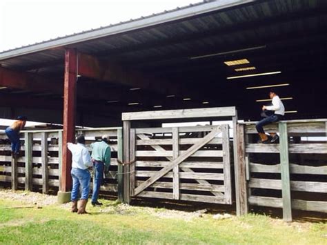 navasota livestock auction navasota texas