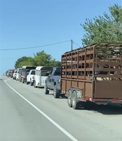 navasota livestock live auction