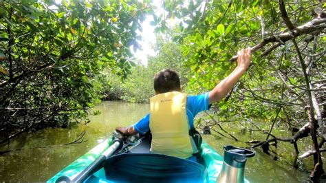 navigating mangrove maze