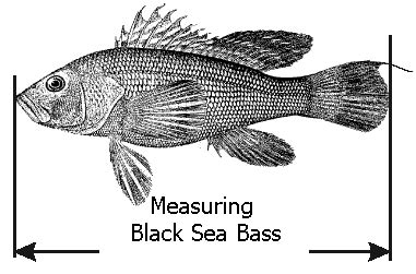 nc black sea bass size limit