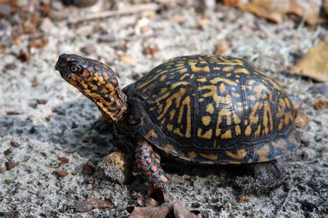 nc box turtle connection