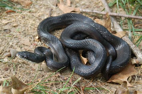 nc rat snake