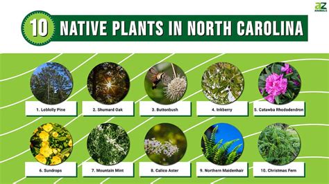 nc state native plants