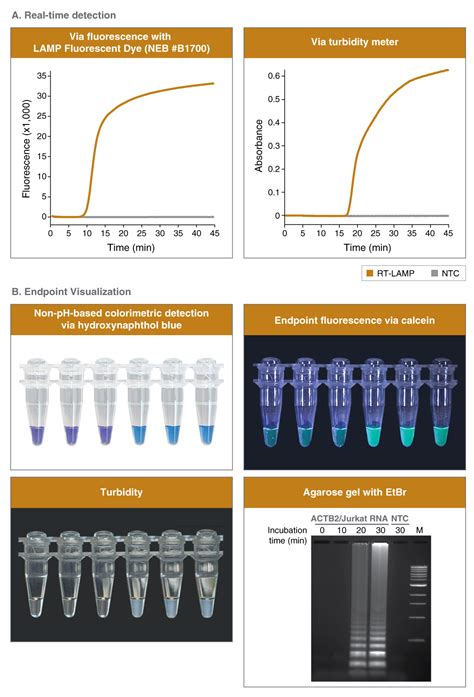 Neb Lamp Fluorescent Dye
