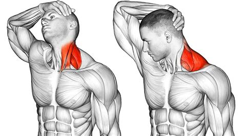 Neck Stretching Video
