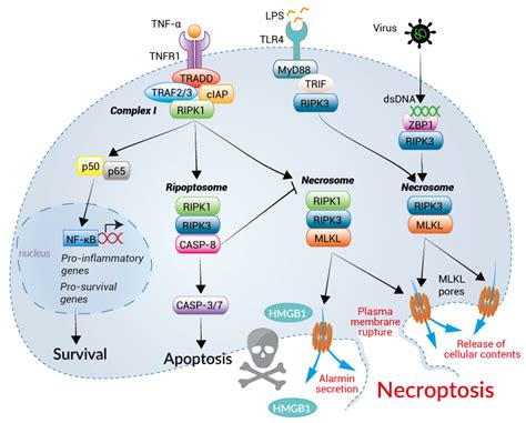 necrosis cell death pathway