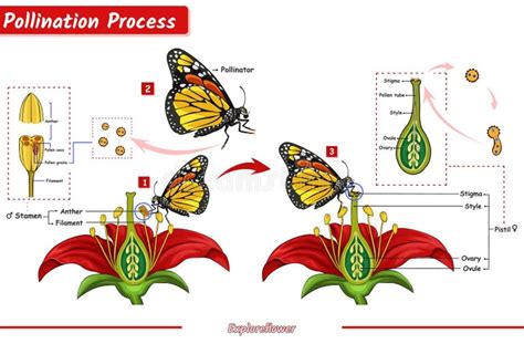 Nectar Flower Process