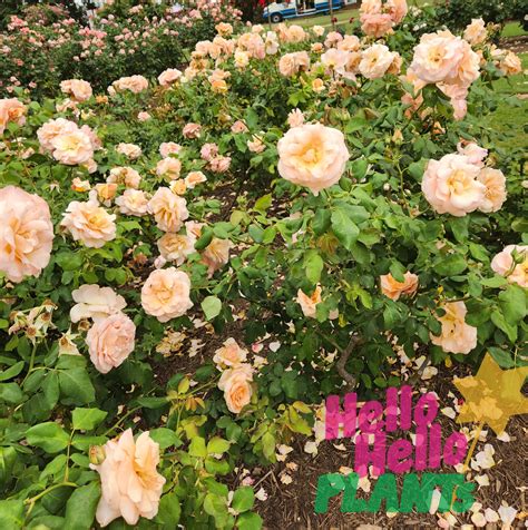 Discover the Secret Allure of Nectar Rose: A Hidden Gem for Elegance