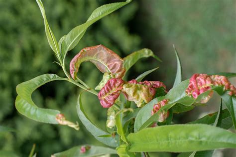 Nectarine Leaf Curl