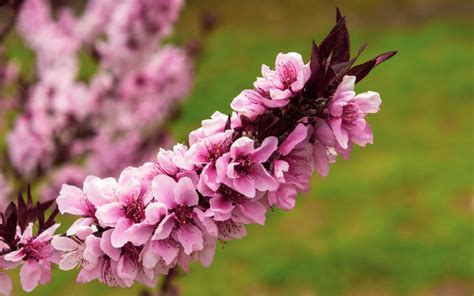 Nectarine Tree Botanical Name