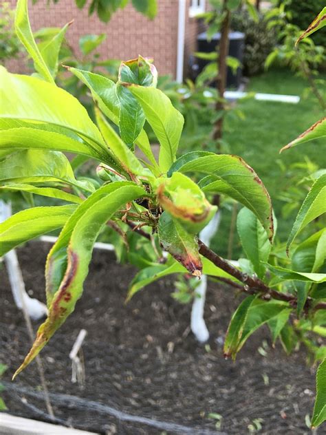 Nectarine Tree Dropping Fruit
