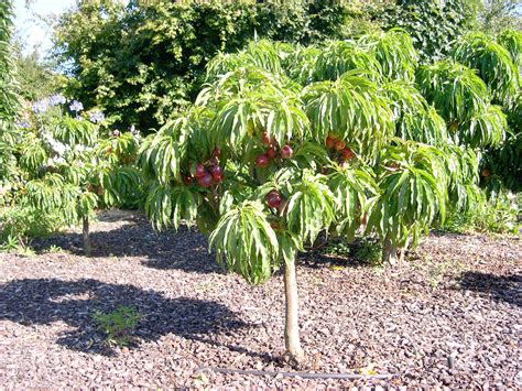 Nectarine Tree Life Expectancy