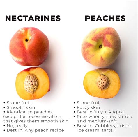 nectarine vs peach