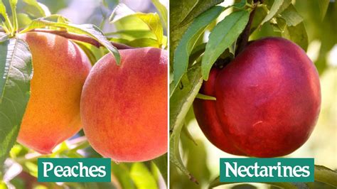 Nectarine Vs Peach Pit