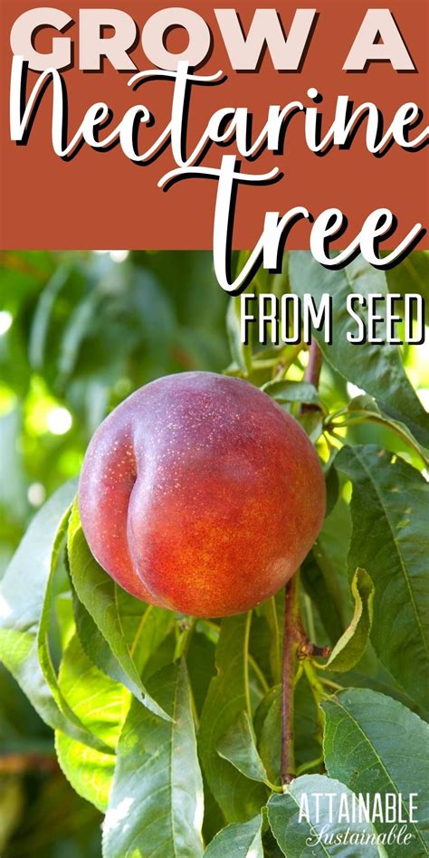 Nectarines Seed