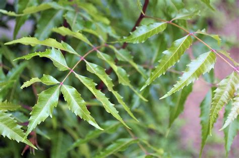 Neem Tree Information