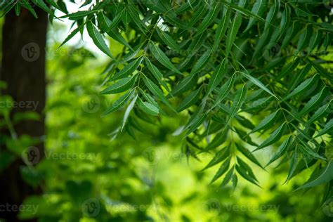 Neem tree leaves
