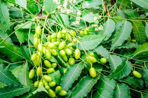 what is neem oil