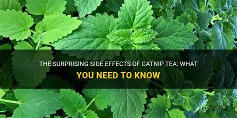 negative effects of catnip