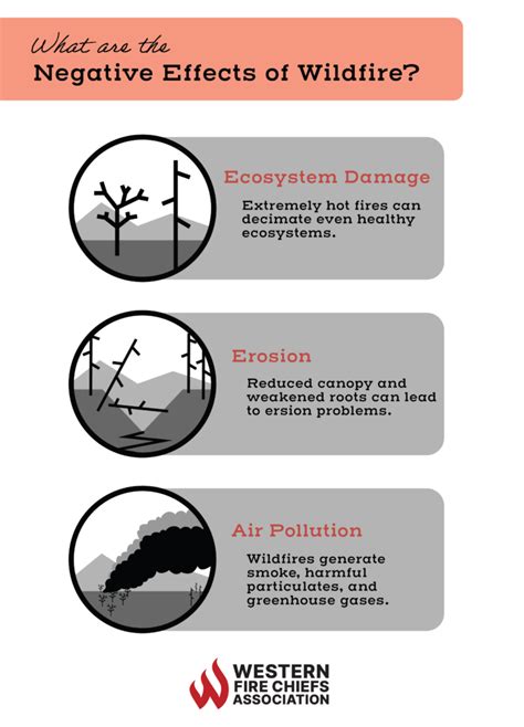 Negative Effects Of Fire In Environment