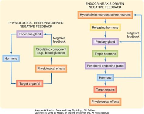negative feedback loop endocrine system examples
