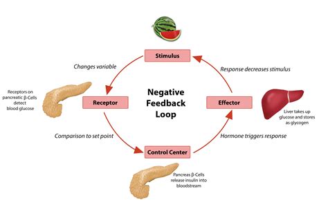 Negative Feedback Loop Example Geography