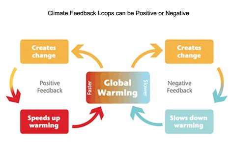 Negative Feedback Loop Example In Environment