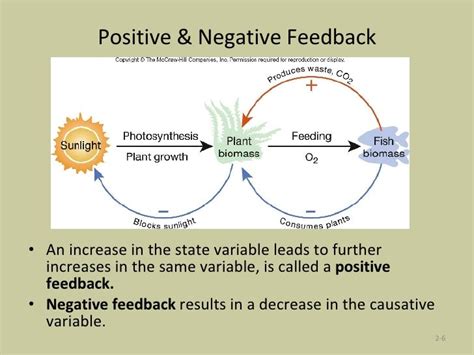 Negative Feedback Loop Example In Plants