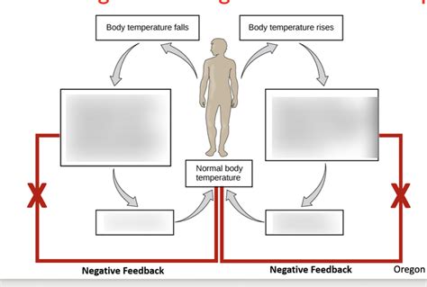 Negative Feedback Loop Example Quizlet
