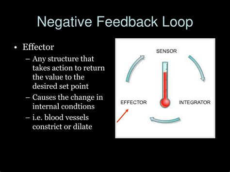 Negative Feedback Loop Sensor Integrator Effector
