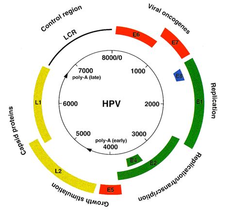 negative for hpv 16 18 but positive for e6 e7