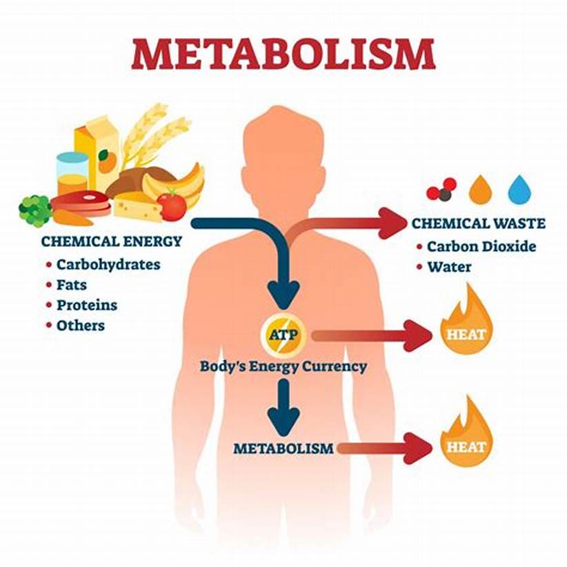 Negative Impact on Metabolism