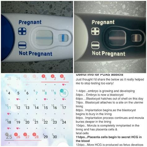 negative pregnancy test 12 days after iui