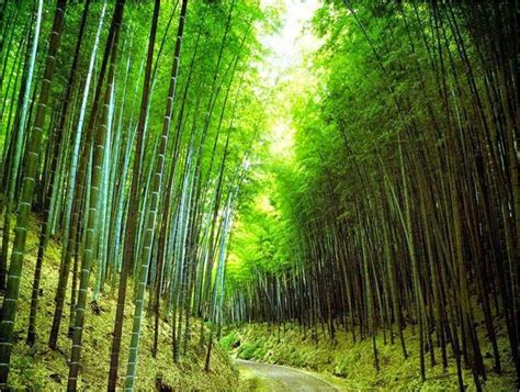 Alasan Tiongkok yang Dijuluki Negeri Tirai Bambu Indozone.id