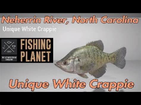 neherrin river unique white crappie