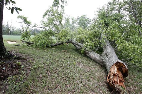 neighbors tree falling in my yard