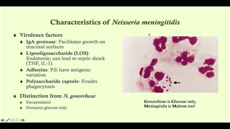 neisseria meningitidis case study