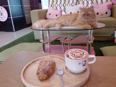 neko cat cafe reviews