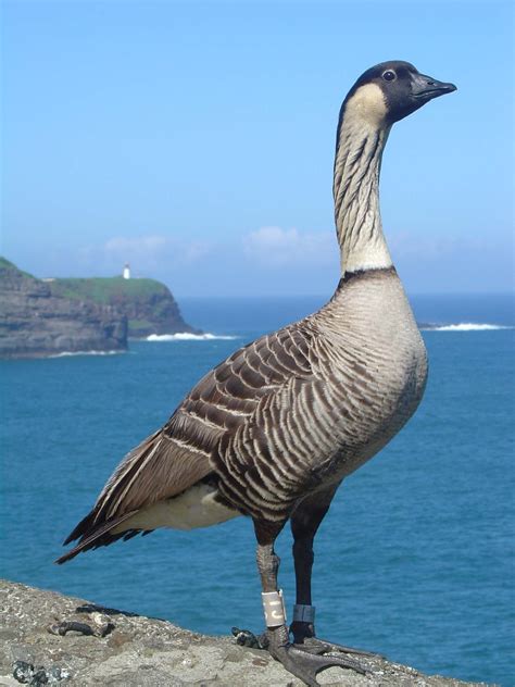 nene birds hawaii