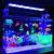 neon fish tank ideas