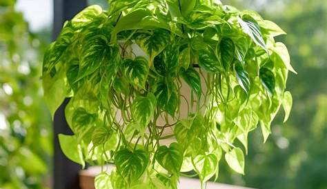 Neon Pothos Outdoors Epipremnum Aureum Hanging Plants Feels Like Home