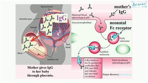 neonatal fc receptor fcrn